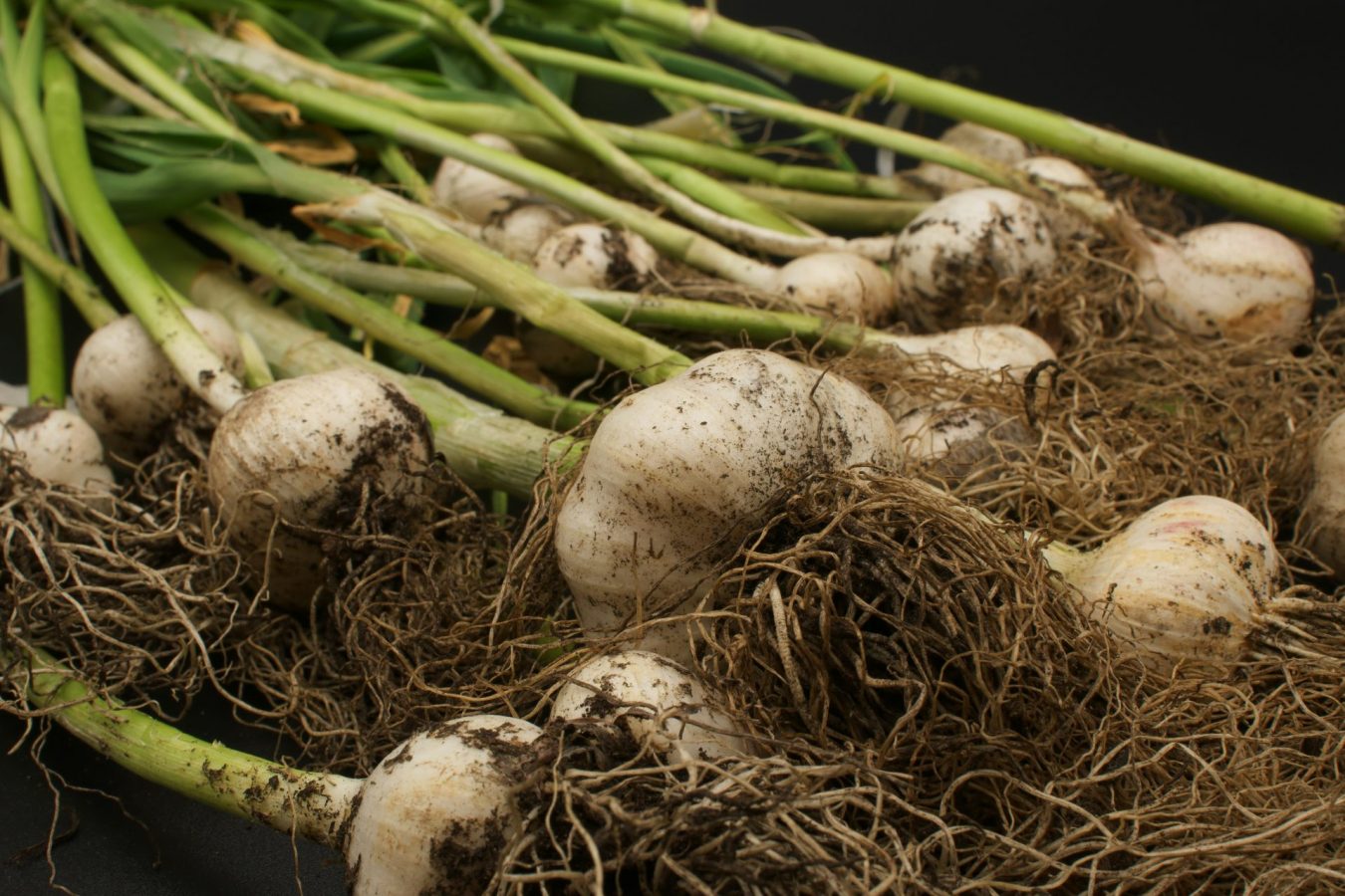 Freshly dug garlic