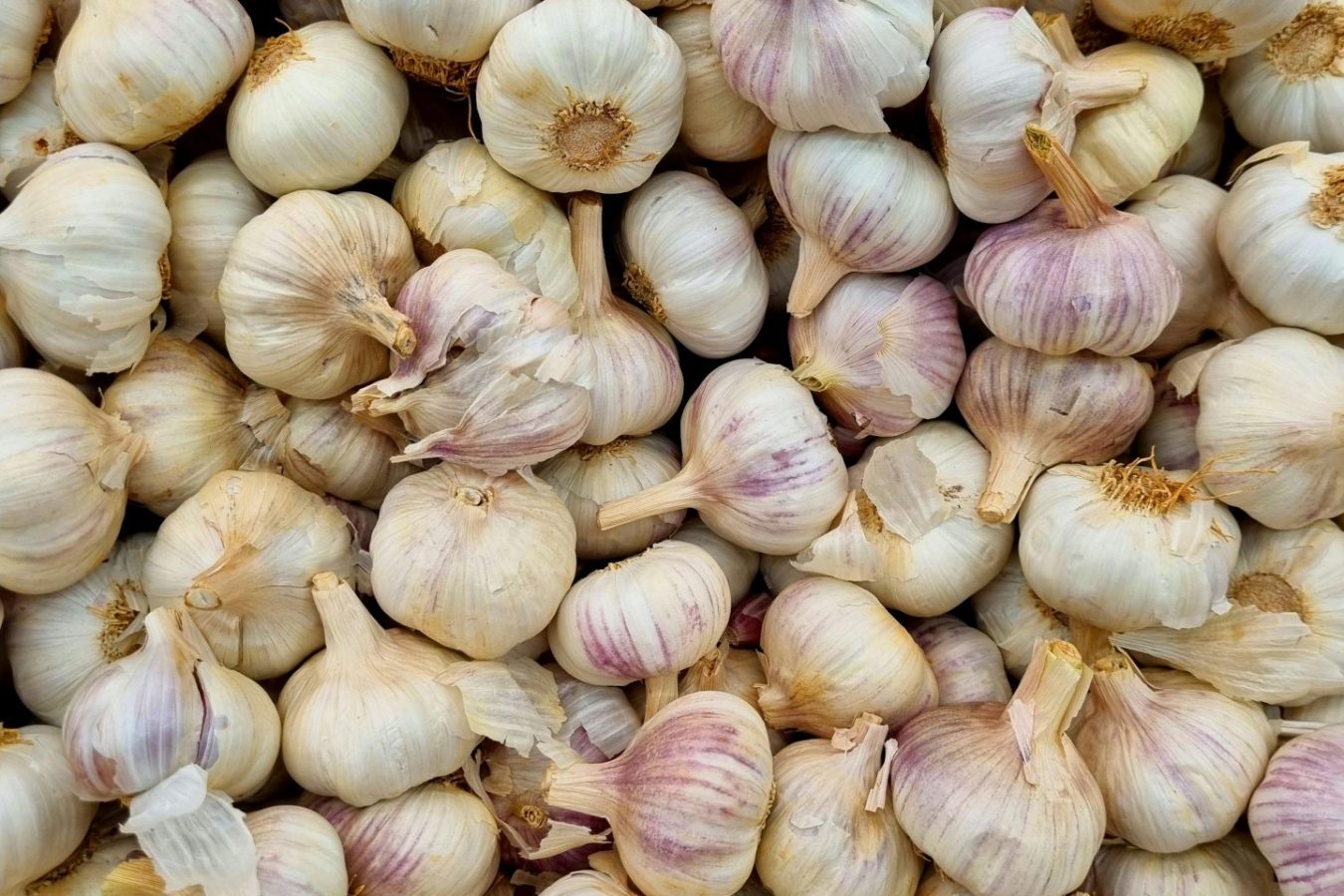 Garlic bulbs