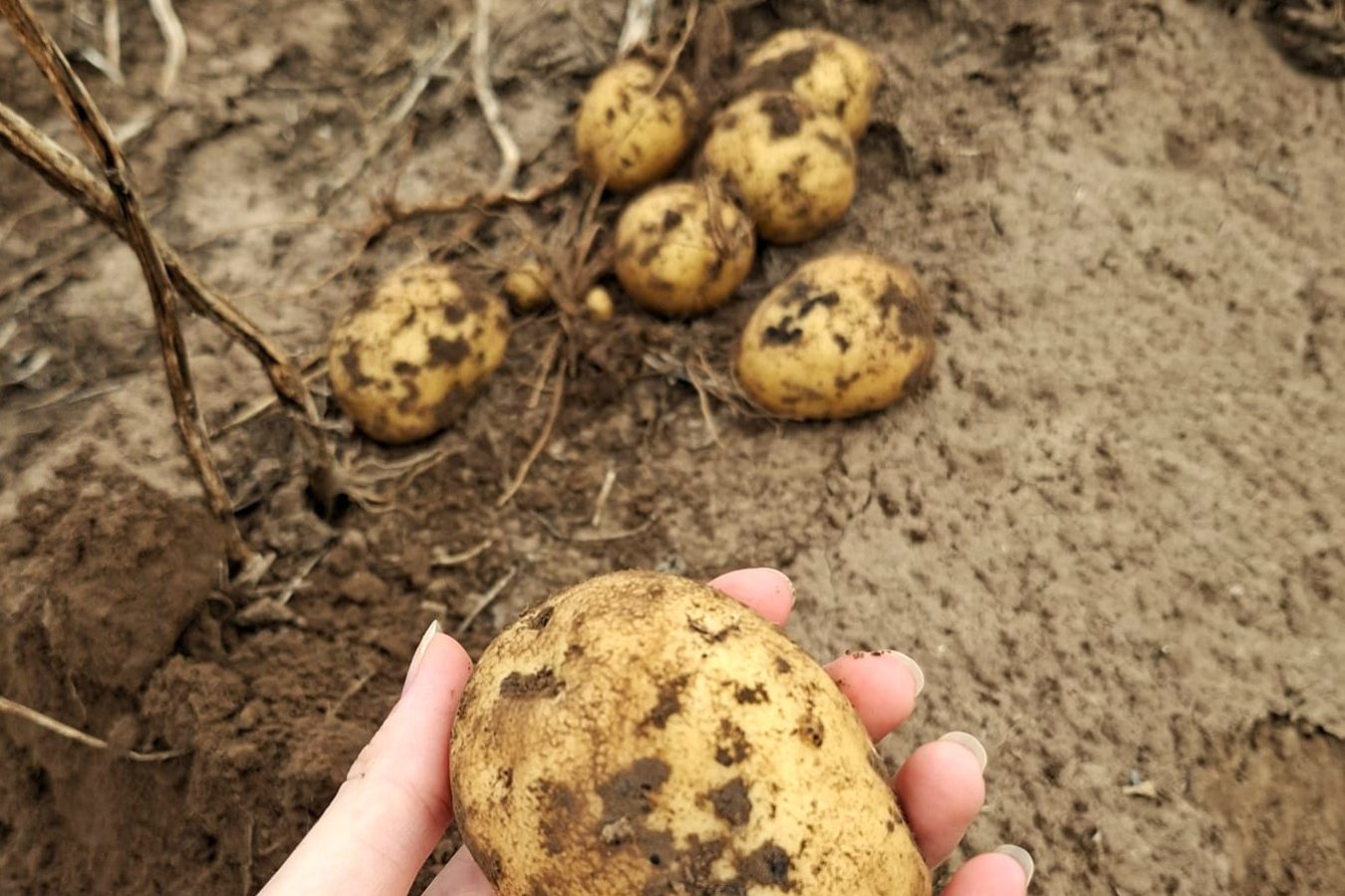 Markies-potato